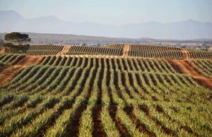 Aloe vera Farm